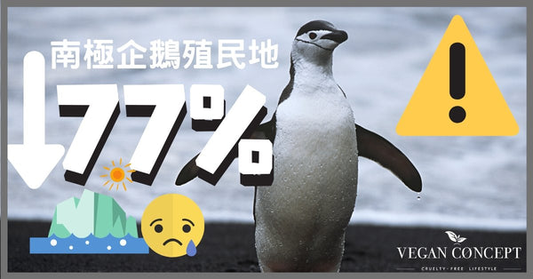 全球暖化危機！南極企鵝殖民地50年暴跌近8成