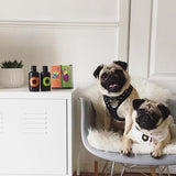 SHOO Natural Dog Shampoo (Organic Wild-Orange) expired on 03/19 - Vegan Concept