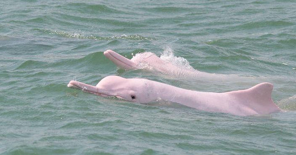 <b>疫情還中華白海豚喘息空間 香港水域再見白海豚蹤跡</b>