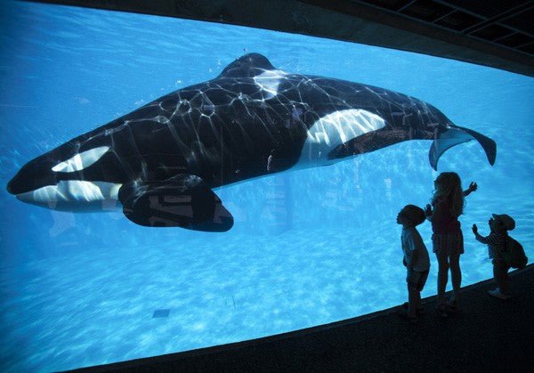 <b>水族館監獄 直至死也無法回到大海的懷抱<b>