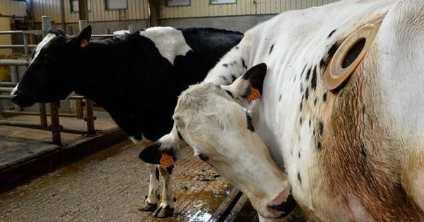 法國實驗農場為增產量 竟為乳牛開洞設膠蓋！