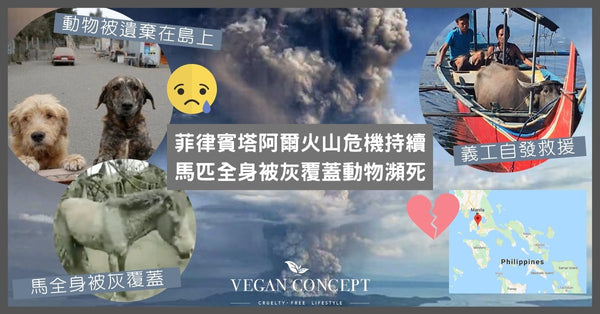 菲律賓塔阿爾火山危機持續　馬匹全身被灰覆蓋動物瀕死