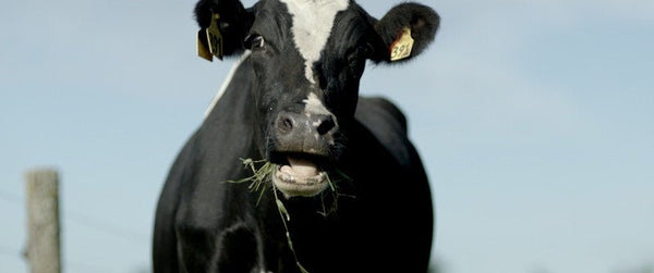 <b>2021新西蘭紀錄片Milked  揭露奶牛業沒有讓你知道的真相</b>