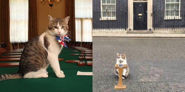 <b>英國捕鼠大臣Larry在任11年 百年間共11隻英國第一貓</b>