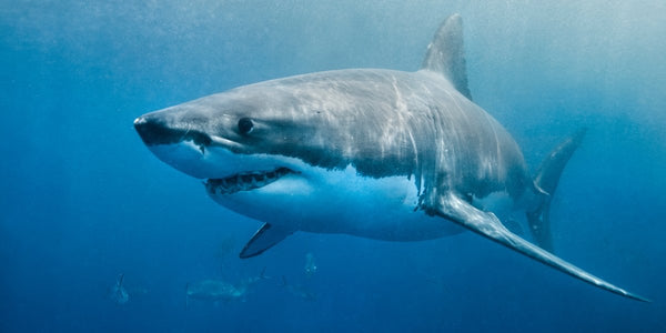 <b>鯊魚比樹木和水資源更珍貴 失去牠們地球又會變成怎樣？</b>