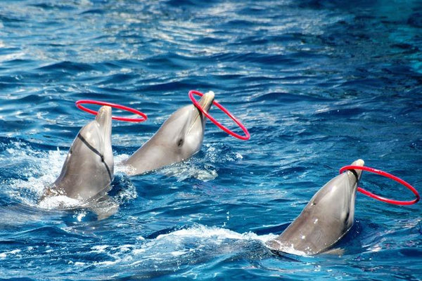 <b>活海豚將可被機械海豚取代 實現零殘忍水族館</b>