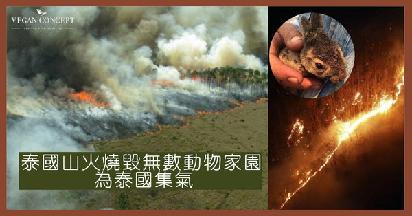 泰國山火燒毀無數動物家園  為泰國集氣