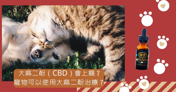 寵物可以使用大麻二酚治療？
