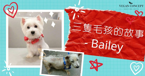 白威犬的小故事 - Bailey