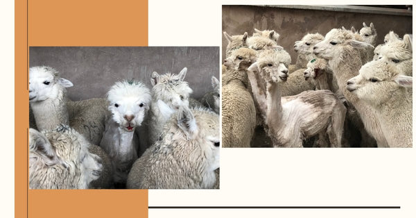 養殖場Mallkini對羊駝施酷刑  殘忍採集羊駝毛