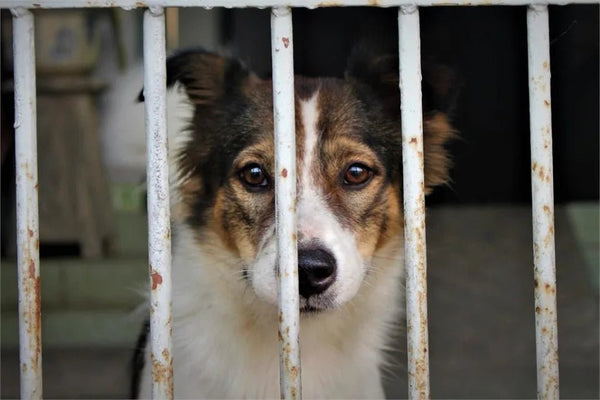 <b>常見棄養動物的5大原因 養動物前先自我評估<b>