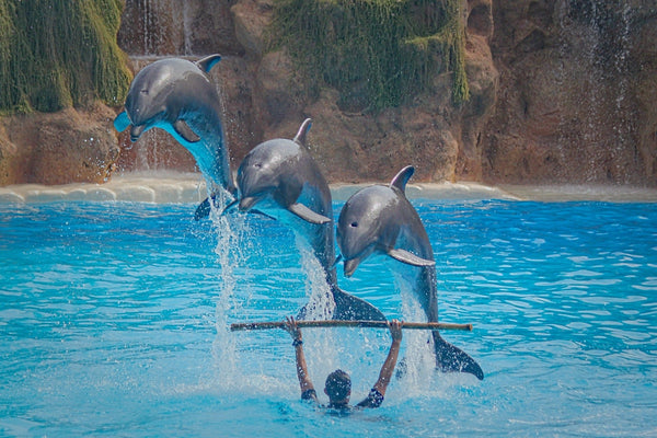 <b>Expedia不再宣傳海洋世界門票 帶頭提倡動物友善旅遊</b>