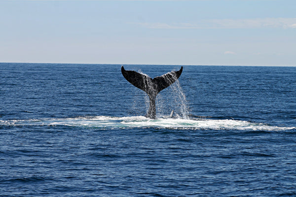 <b>捕鯨零收益？冰島立法規管商業捕獵鯨魚 最快2024年止蝕停殺害</b>