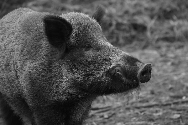<b>人畜共存：一場野豬捕殺看人類與野生動物關係</b>