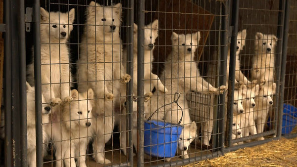 <b>紐約立法禁止販賣貓狗兔 杜絕工廠式養殖場</b>