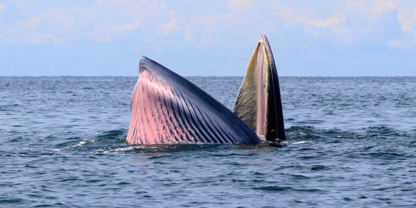 <b>【海中大樹：鯨魚】鯨魚誤進港如等死？專家建議設鯨魚通報機制</b>