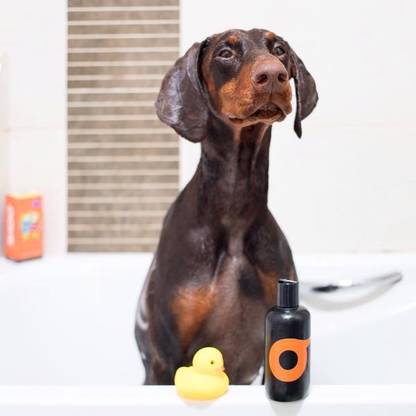 SHOO Natural Dog Shampoo (Organic Cedar-Wood) expired on 03/19 - Vegan Concept