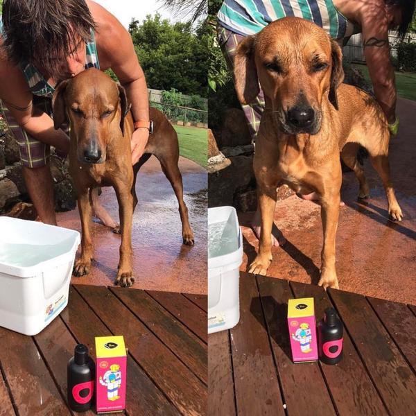 SHOO Natural Dog Shampoo (Natural Organic Regular) expired on 03/19 - Vegan Concept